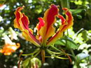 Gloriosa Superba